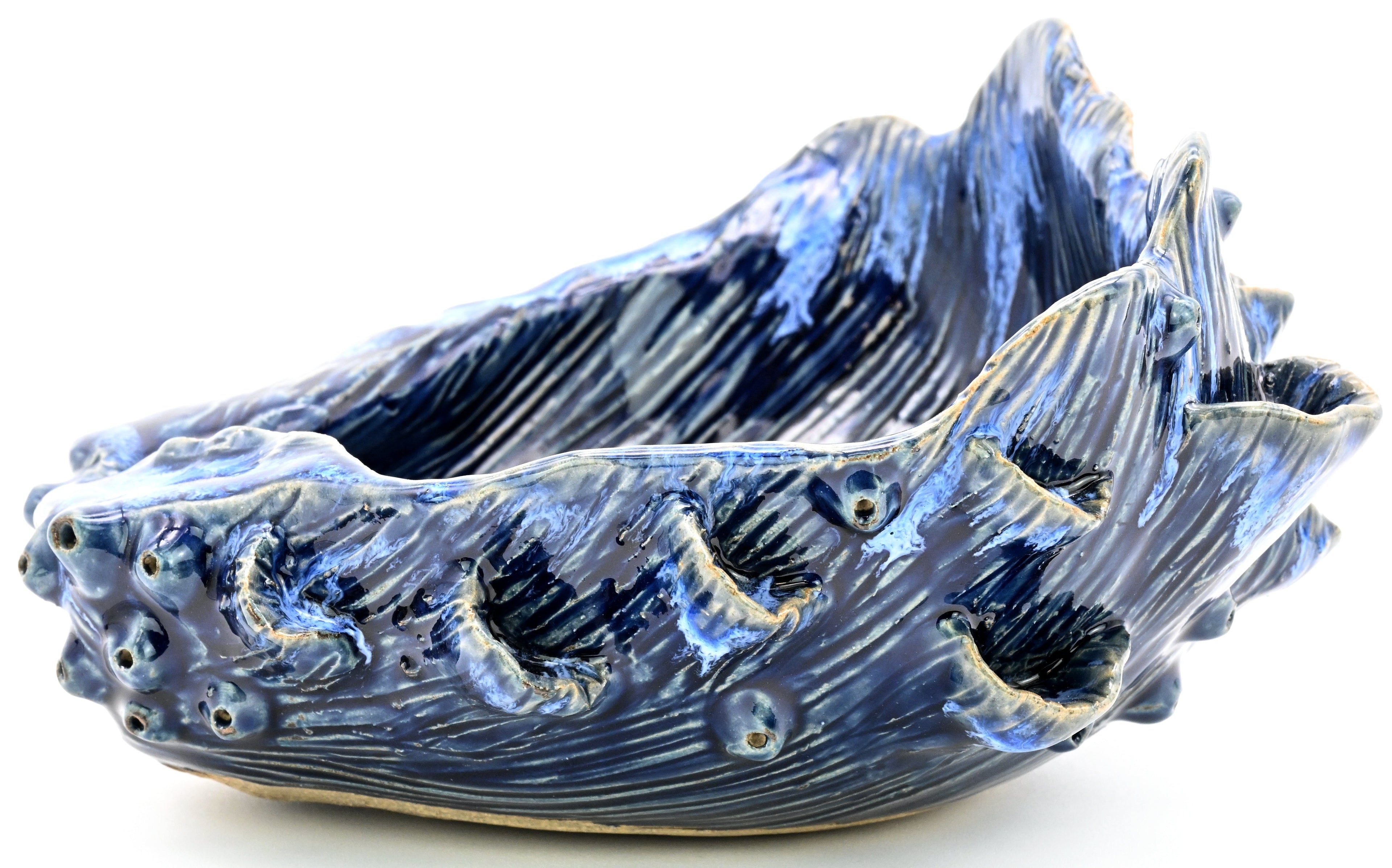 SRI Collection — Giant Clam Shell